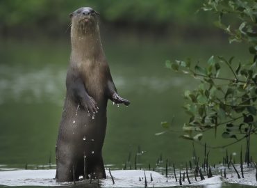 Otter